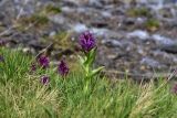 Dactylorhiza euxina. Цветущее растение. Кабардино-Балкария, Эльбрусский р-н, восточный склон горы Чегет, берег правого притока р. Донгуз-Орун в 1 км ниже озера, выс. ок. 2700 м н.у.м. 18 июня 2025 г.
