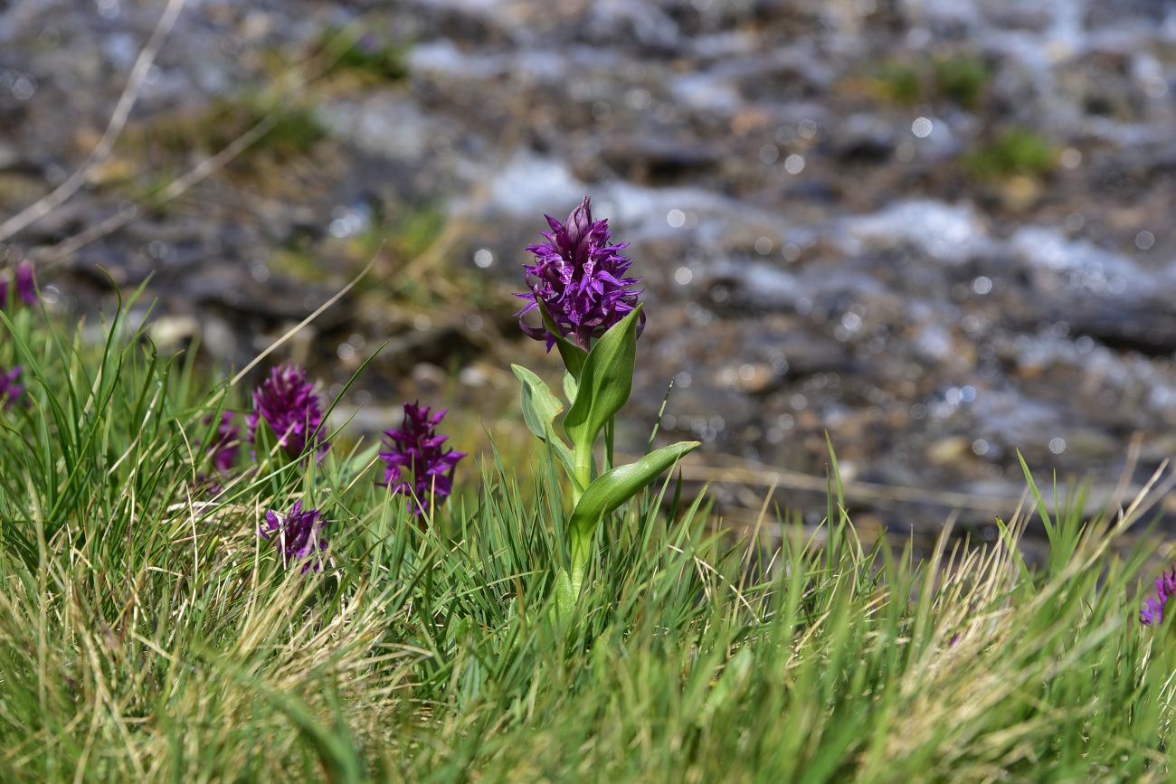 Изображение особи Dactylorhiza euxina.