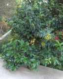 Ligustrum lucidum