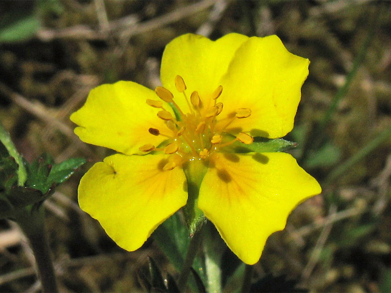 Изображение особи Potentilla anglica.