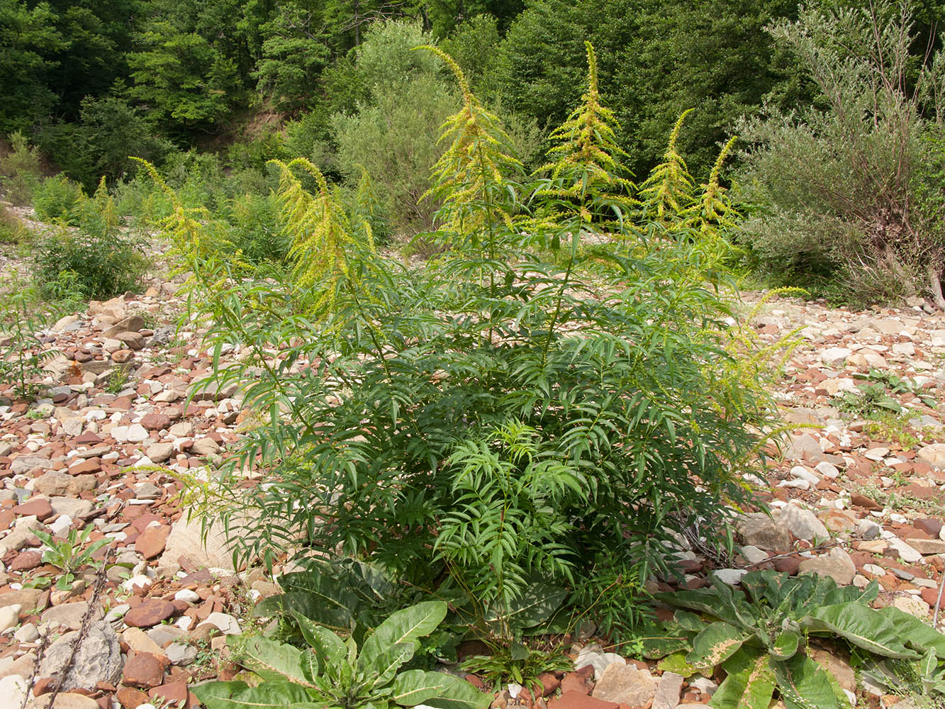 Изображение особи Datisca cannabina.