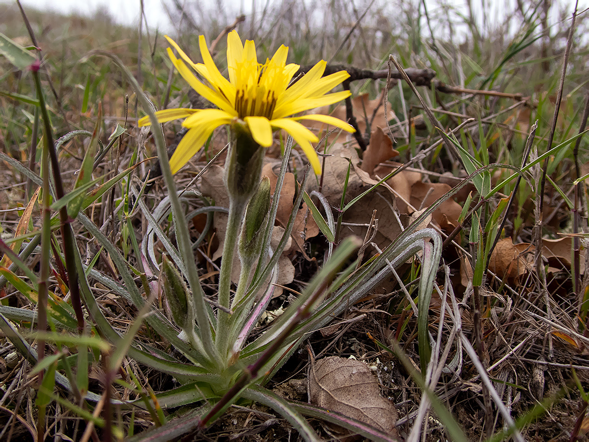 Изображение особи Scorzonera mollis.