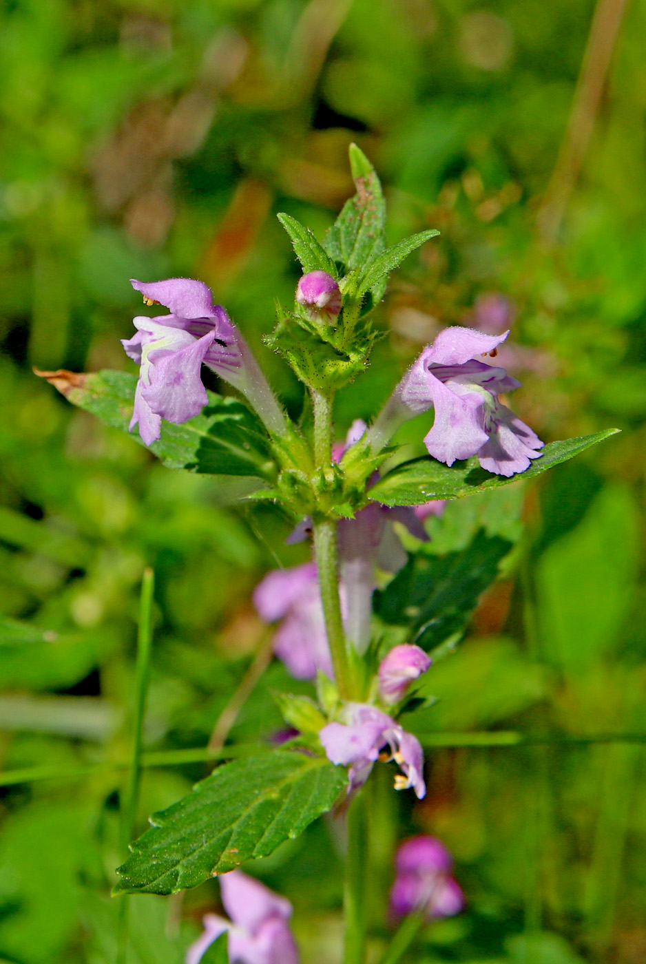 Image of Galeopsis ladanum specimen.