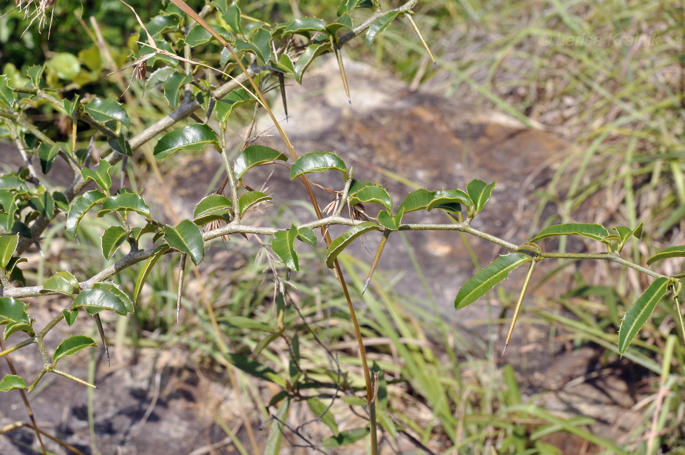 Изображение особи Неопознанный вид.