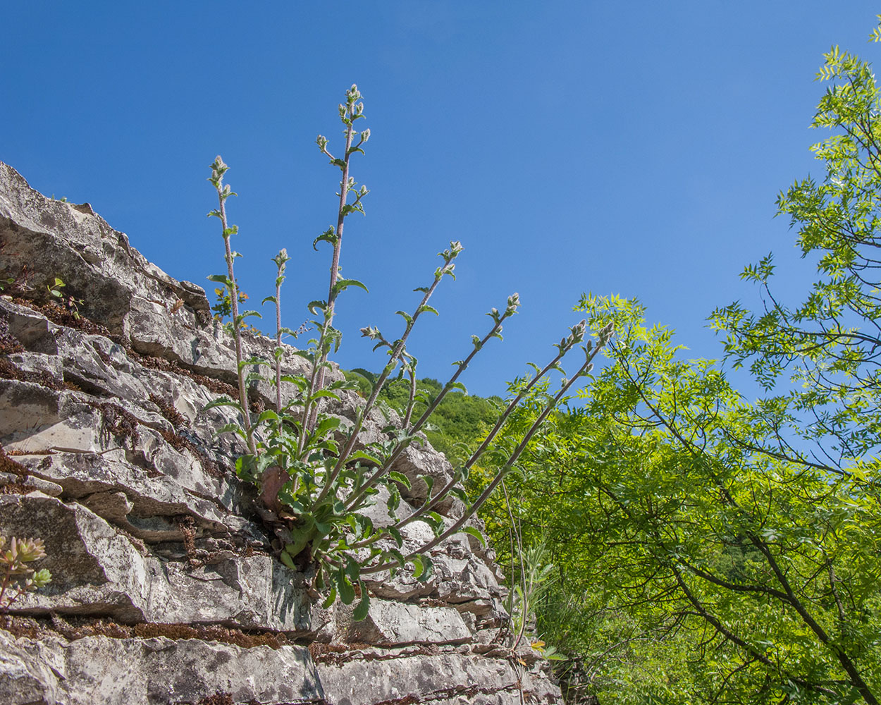 Изображение особи Campanula komarovii.