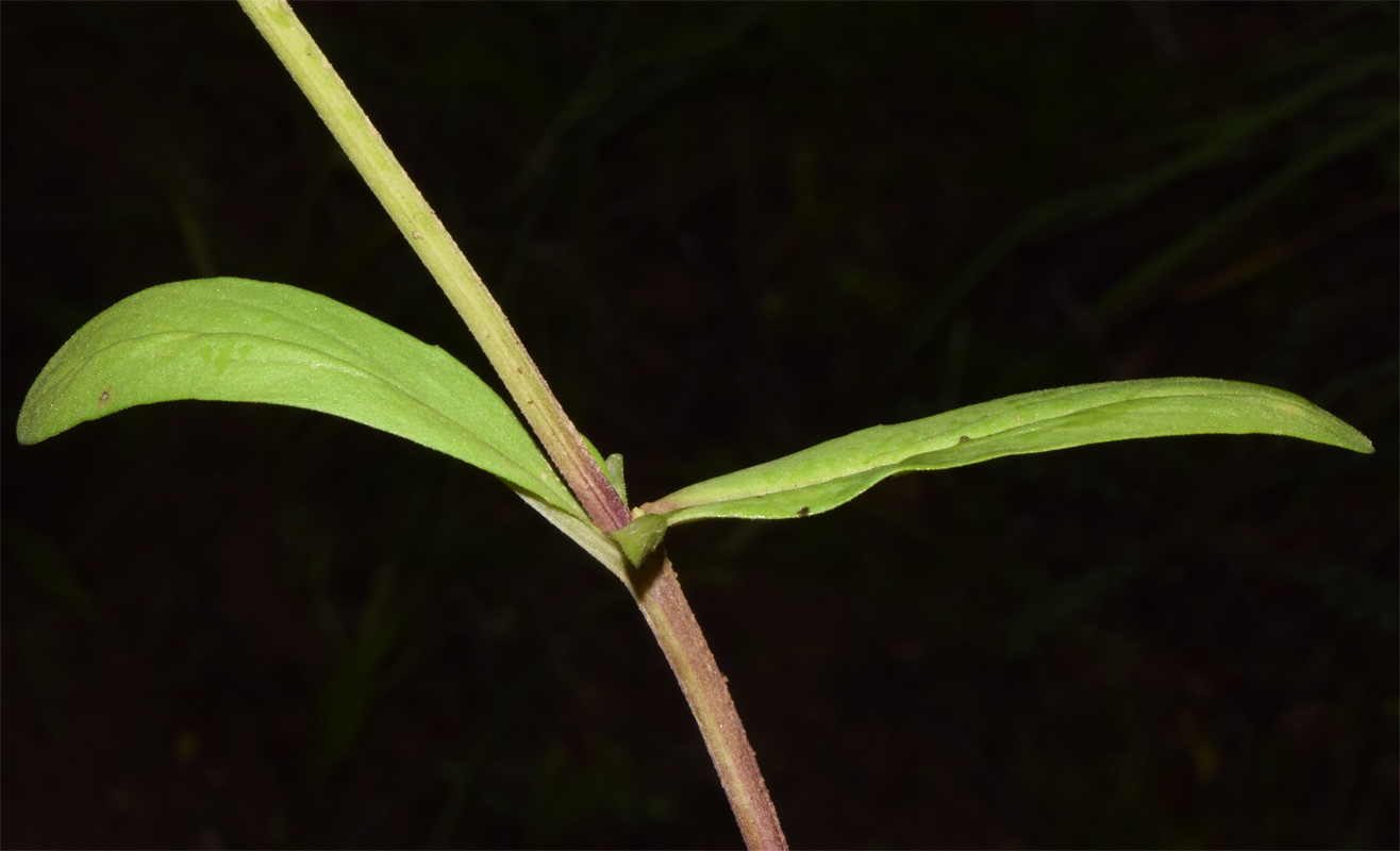 Image of Valerianella dactylophylla specimen.