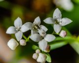 Galium palustre. Цветки и бутоны. Санкт-Петербург, Приморский р-н, заказник «Северное побережье Невской губы», дорожка в светлом смешанном лесу. 28.08.2025.