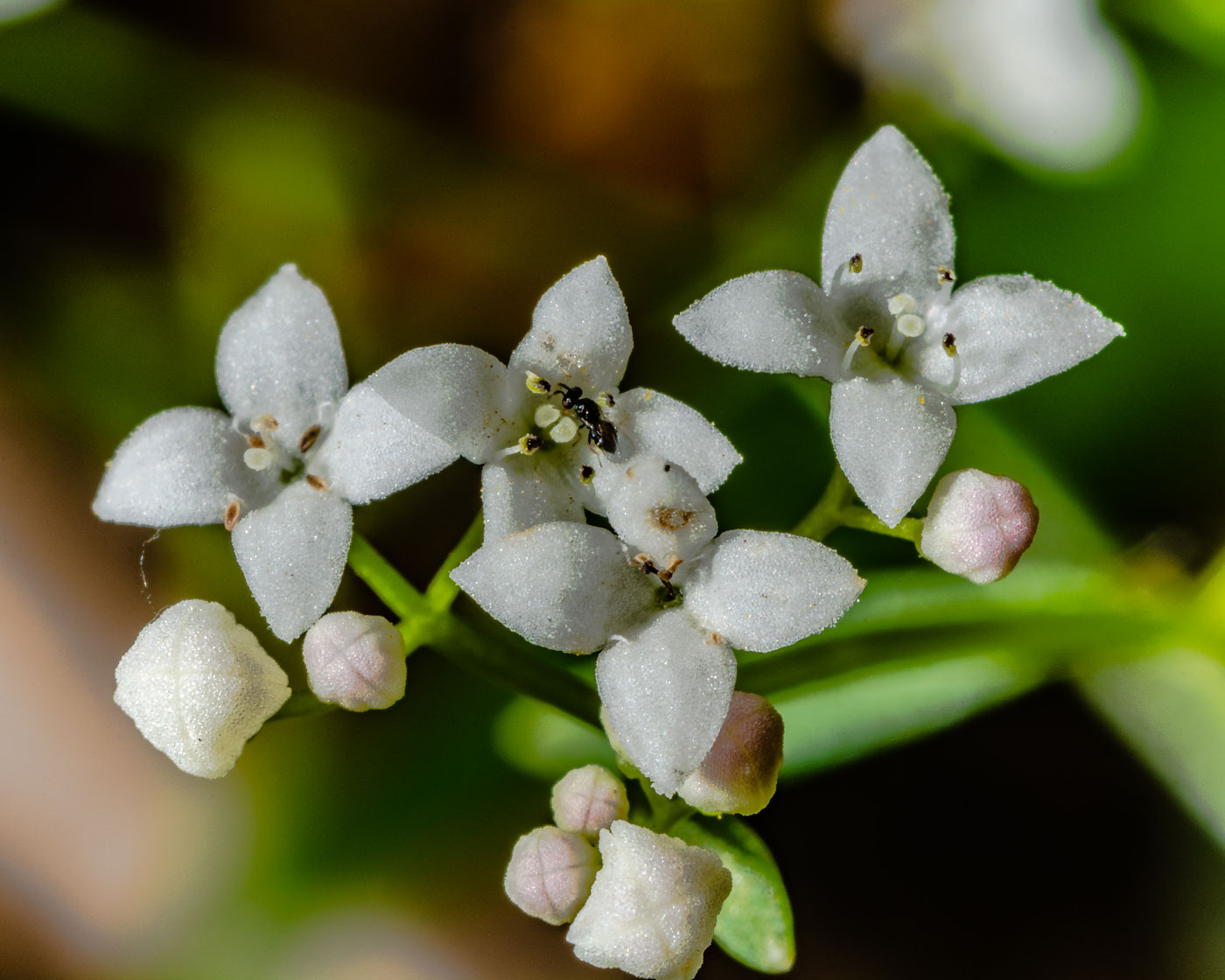 Изображение особи Galium palustre.