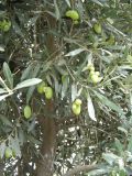 Olea europaea. Ветви с незрелыми плодами (крупноплодная форма). Иран, пров. Хузестан, пос. Сафи-Абад. Конец июля 2005 г.