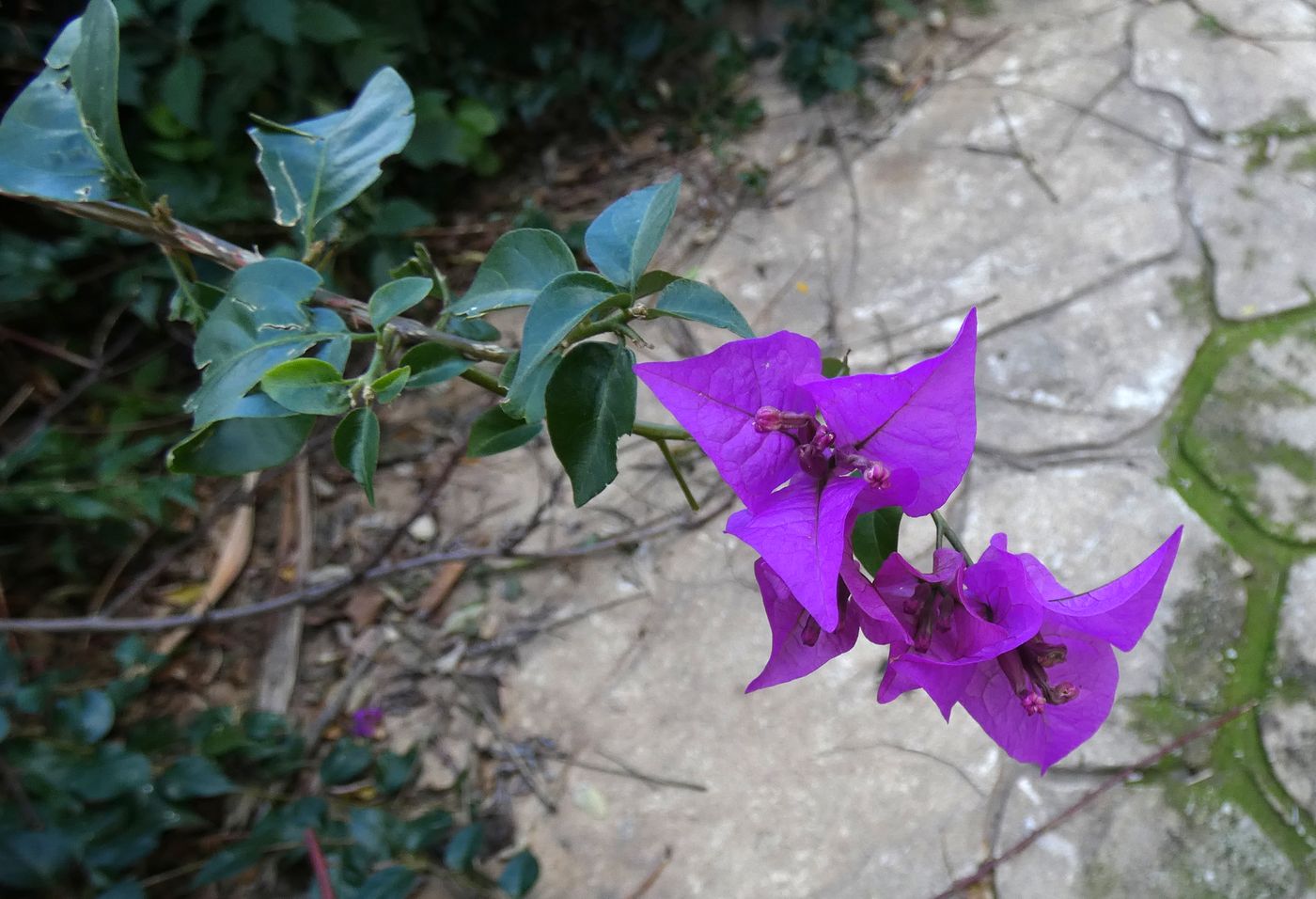 Изображение особи Bougainvillea glabra.