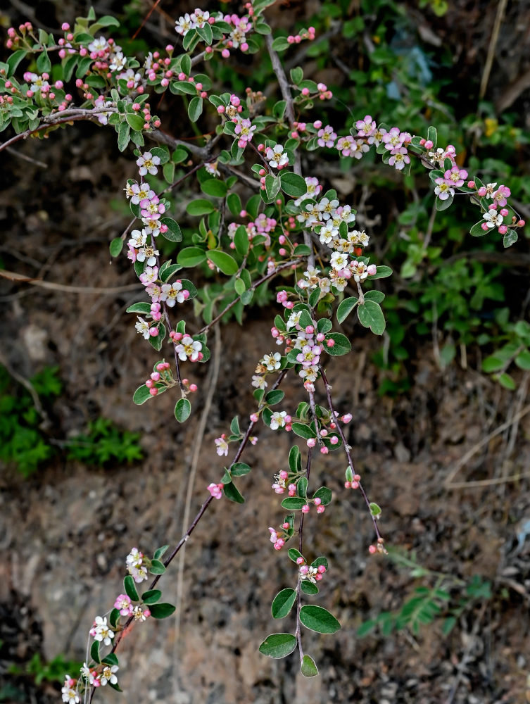 Изображение особи род Cotoneaster.