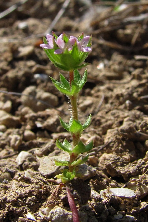 Изображение особи Sherardia arvensis.