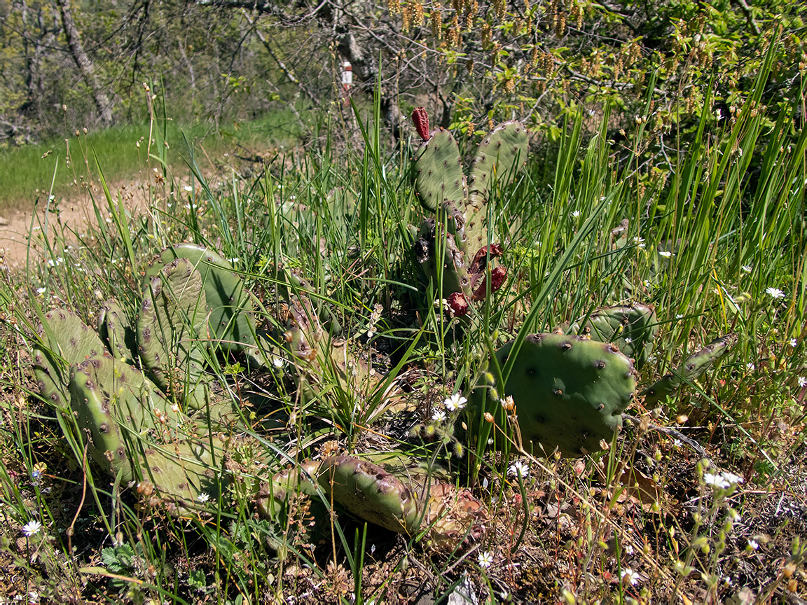 Изображение особи Opuntia humifusa.