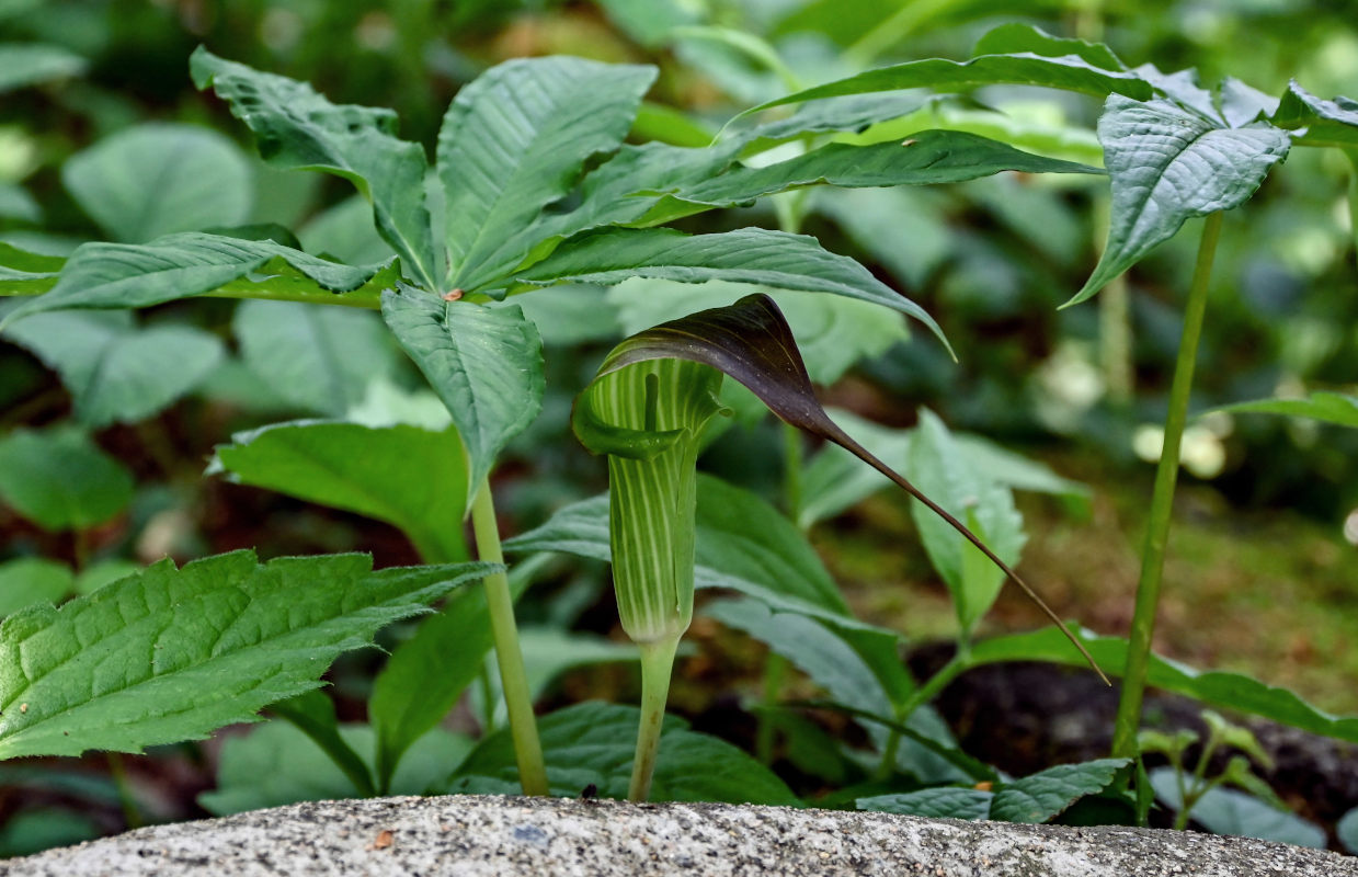 Изображение особи Arisaema consanguineum.