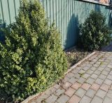 Buxus sempervirens. Вегетирующие растения. Волгоград, Красноармейский р-н. 27.03.2026.