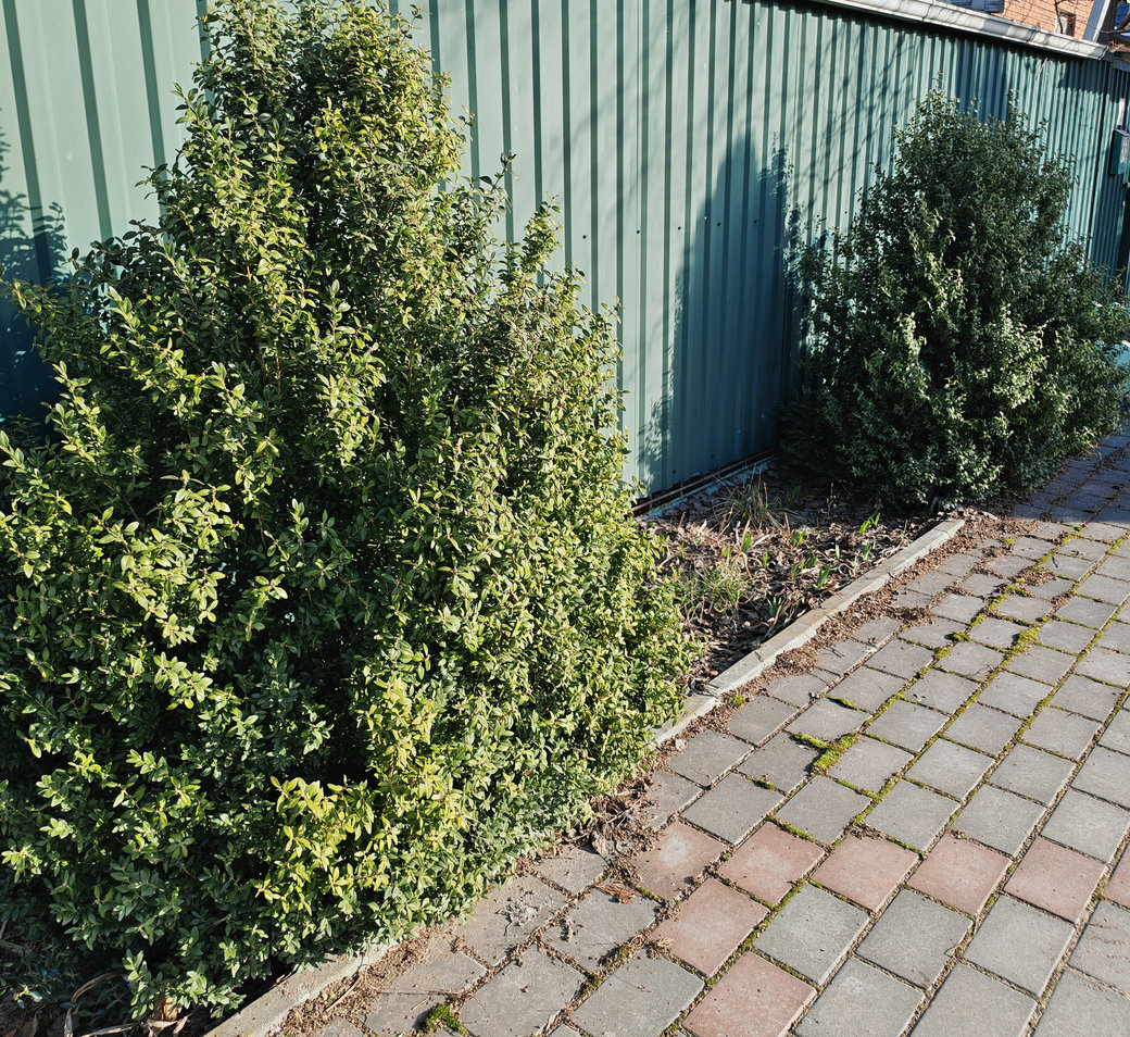 Image of Buxus sempervirens specimen.
