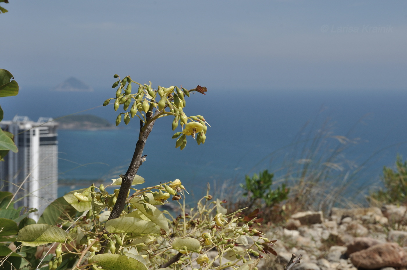 Image of Pentacme siamensis specimen.