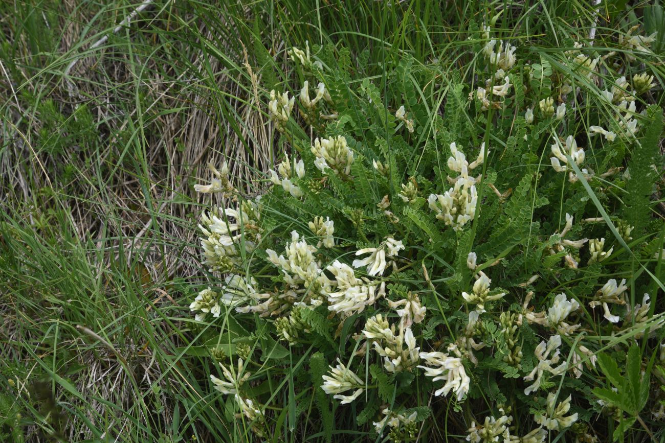 Image of familia Fabaceae specimen.