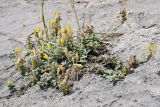 Scutellaria oxystegia. Цветущее растение. Киргизия, г. Ош, Алайский хр., гора Сулейман-Тоо (locus classicus), выс. ≈ 1600 м н.у.м., трещина в известняковой скале. 1 мая 2025 г.