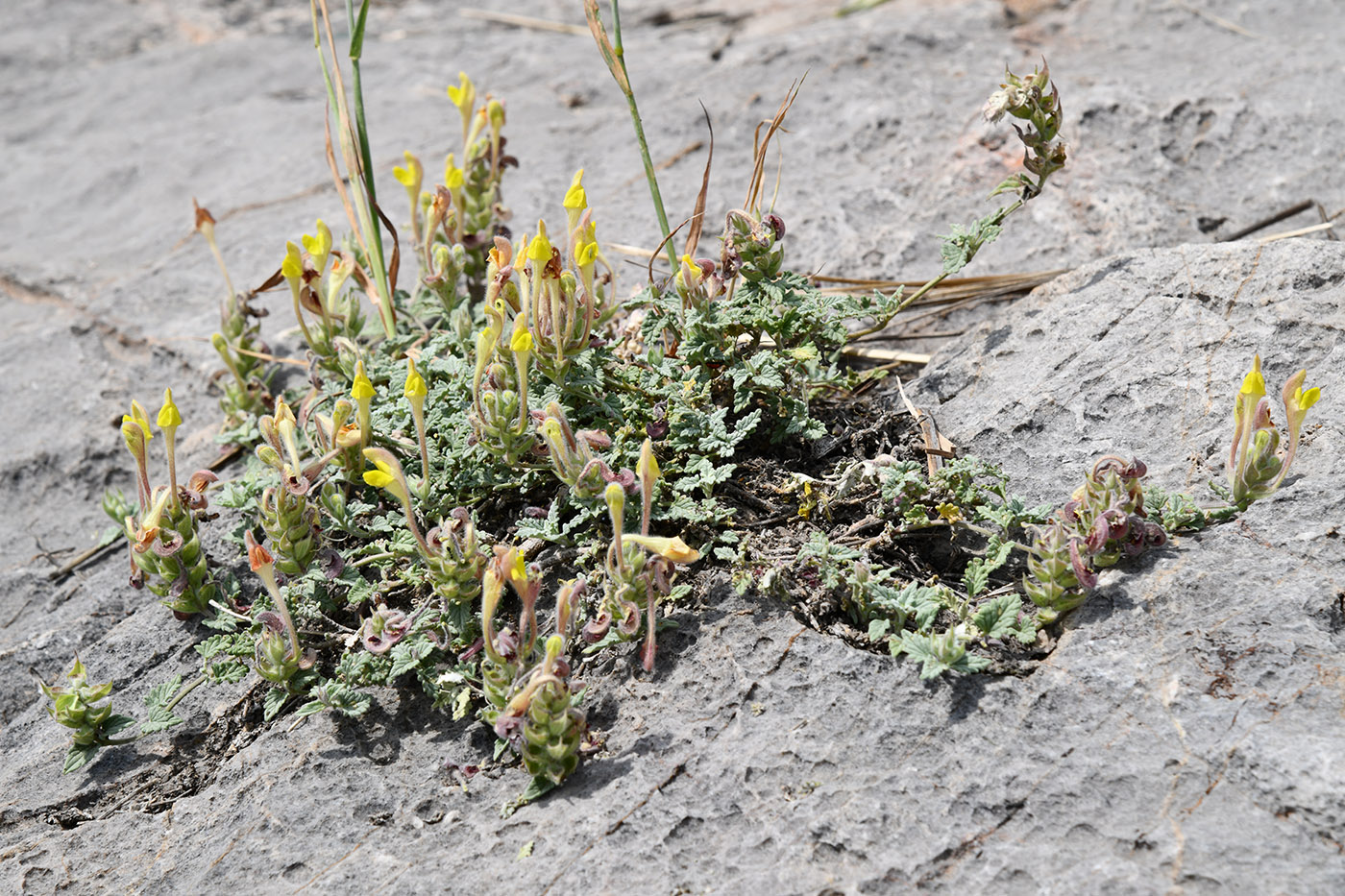 Изображение особи Scutellaria oxystegia.