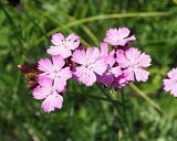 Dianthus andrzejowskianus. Соцветия (вид сверху). Ульяновская обл., Мелекесский р-н, окр. пос. Вишенка, Медвежий овраг, разнотравная степь на склоне. 15.06.2024.