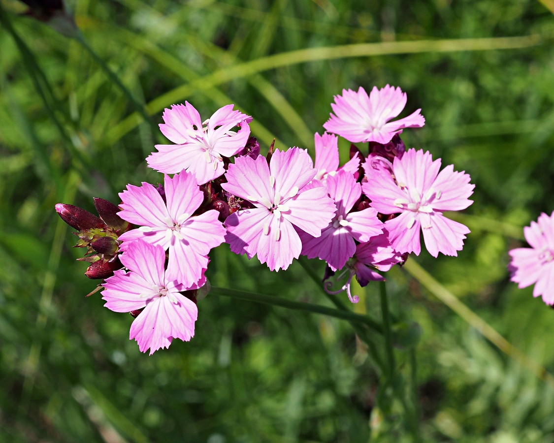 Изображение особи Dianthus andrzejowskianus.