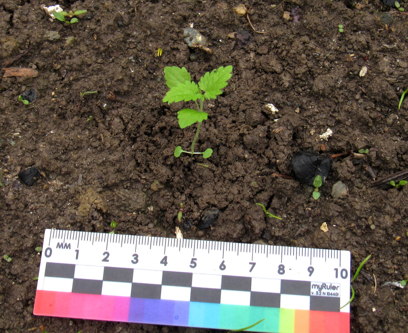 Image of Urtica dioica specimen.
