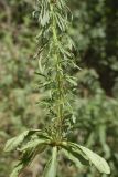 familia Plantaginaceae. Основание побега и прикорневые листья. Испания, Каталония, пров. Барселона, комарка Осона, муниципалитет Виланова-де-Сау, окр. н.п. Виланова-де-Сау, смешанный лес, обочина дороги. 31.05.2026.