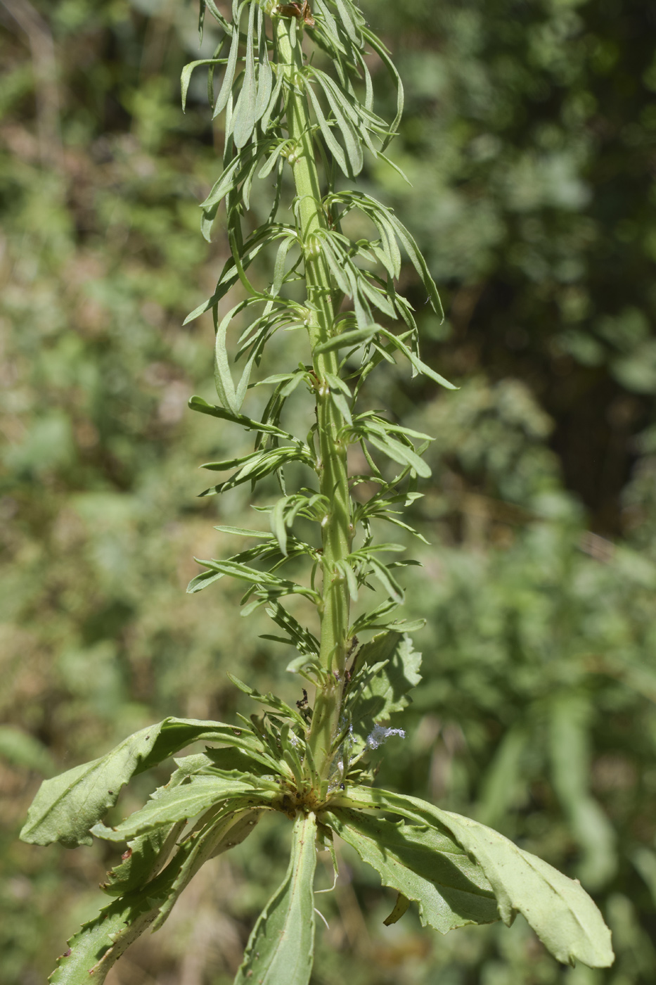 Image of Anarrhinum bellidifolium specimen.
