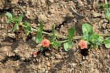 Anagallis arvensis. Побег цветущего растения. Краснодарский край, окраина г. Адлер, стройплощадка, нарушенный грунт. 03.07.2024.