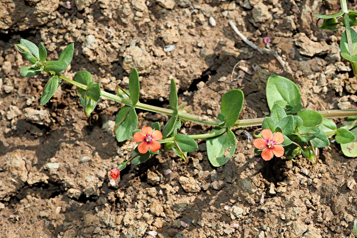 Изображение особи Anagallis arvensis.
