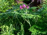 Corydalis macrantha