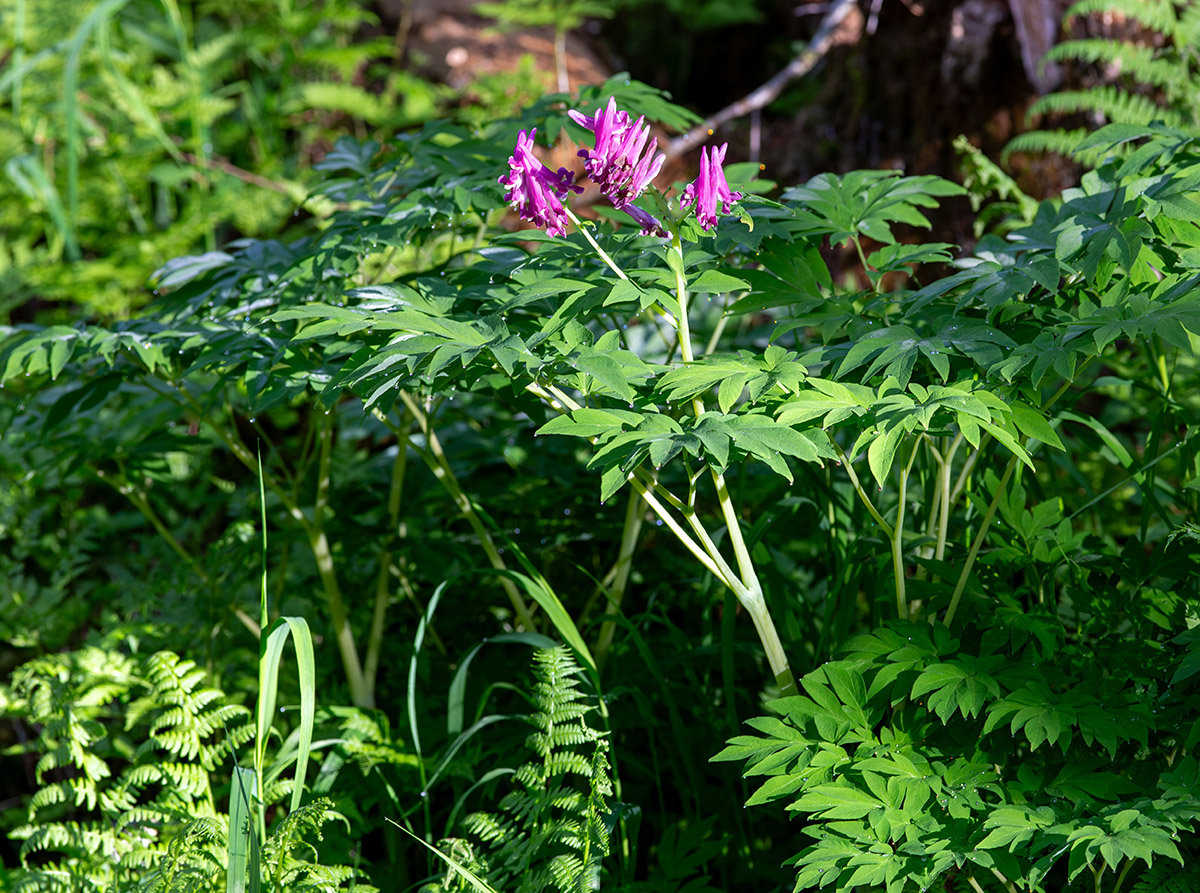 Image of Corydalis macrantha specimen.