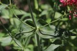 Centranthus ruber. Средняя узловая часть стебля с листьями и основанием соцветий. Белгородская обл., пос. Ракитное, ул. Сосновая, 2, в культуре. 27 июня 2026 г.