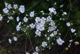 unknown species. Верхушки цветущих растений. Грузия, край Самцхе-Джавахети, Ахалцихский муниципалитет, левый борт р. Цинубанисцкали, окр. горячего источника Цинубани. 9 июня 2026 г.