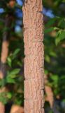genus Ulmus. Часть ветви. Узбекистан, г. Ташкент, Ботанический сад им. Ф.Н. Русанова, в культуре. 05.04.2026.