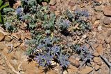 Eryngium dilatatum. Цветущее растение. Португалия, округ Бежа, окр. г. Карвальял, каменистый склон. 06.06.2026.