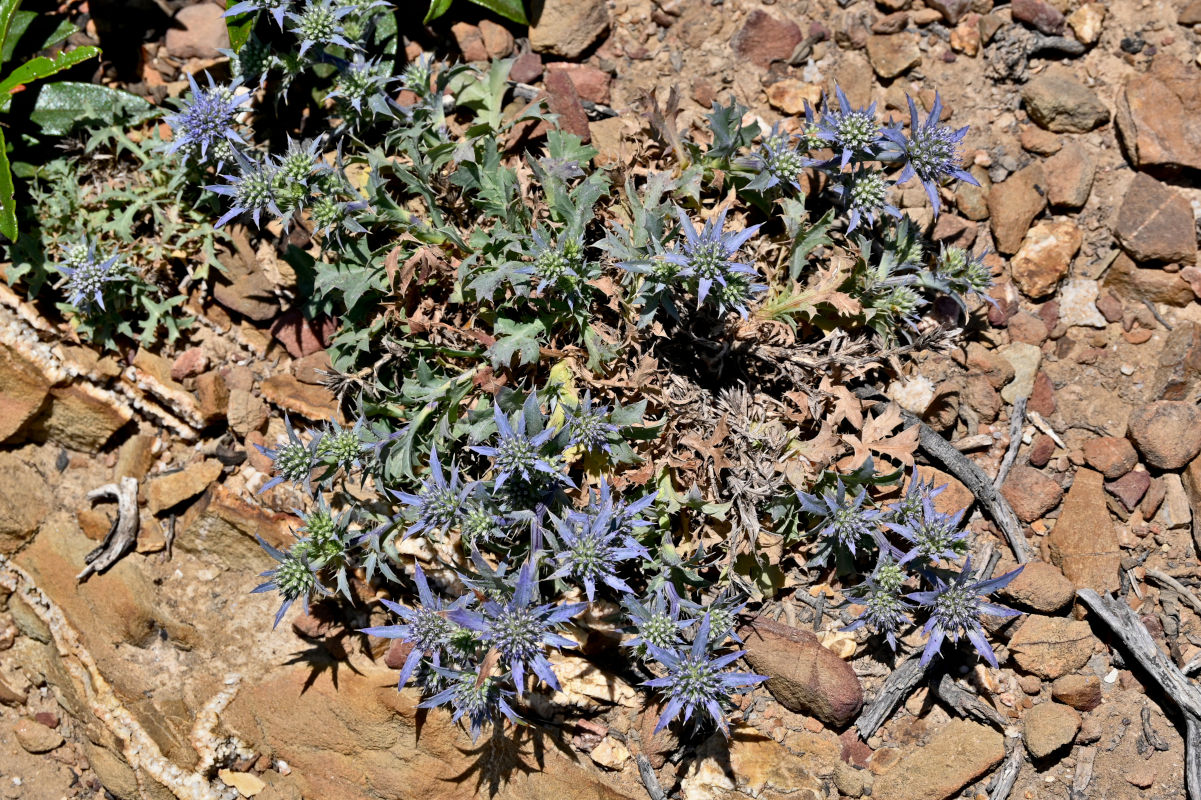 Изображение особи Eryngium dilatatum.