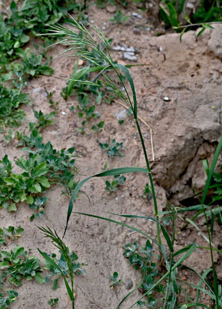 Image of Bromus magnus specimen.