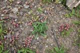 genus Plantago. Плодоносящие растения. Турция, ил Артвин, окр. дер. Кашикли 250 м ниже моста через р. Корпусу, левый борт долины, мелкощебенистый участок склона. 12 июня 2026 г.