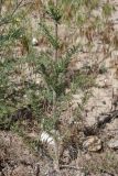 Handelia trichophylla. Нижняя часть побега. Таджикистан, Согдийская обл., Айнинский р-н; Памиро-Алай, Фанские горы, побережье оз. Искандеркуль, дол. р. Сарытаг, ≈ 2290 м н.у.м., обочина грунтовой дороги. 25 июня 2026 г.