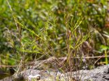Diarthron linifolium. Цветущее растение на камне вместе с Cleistogenes kitagawae. Приморский край, Спасский р-н, окр. с. Прохоры, остепнённое петрофитно-кустарниково-травяное сообщество на юго-западном склоне. 15.09.2026.