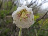 Fritillaria katunica. Цветок. Казахстан, Восточно-Казахстанская обл., Катон-Карагайский ГНПП, окр. с. Коробиха, кустарниковый склон. 27.04.2026.