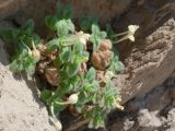 Scutellaria immaculata. Цветущее растение. Киргизия, г. Ош, Алайский хр., гора Сулейман-Тоо (locus classicus), выс. ≈ 1600 м н.у.м., трещина в известняковой скале. 15 мая 2026 г.