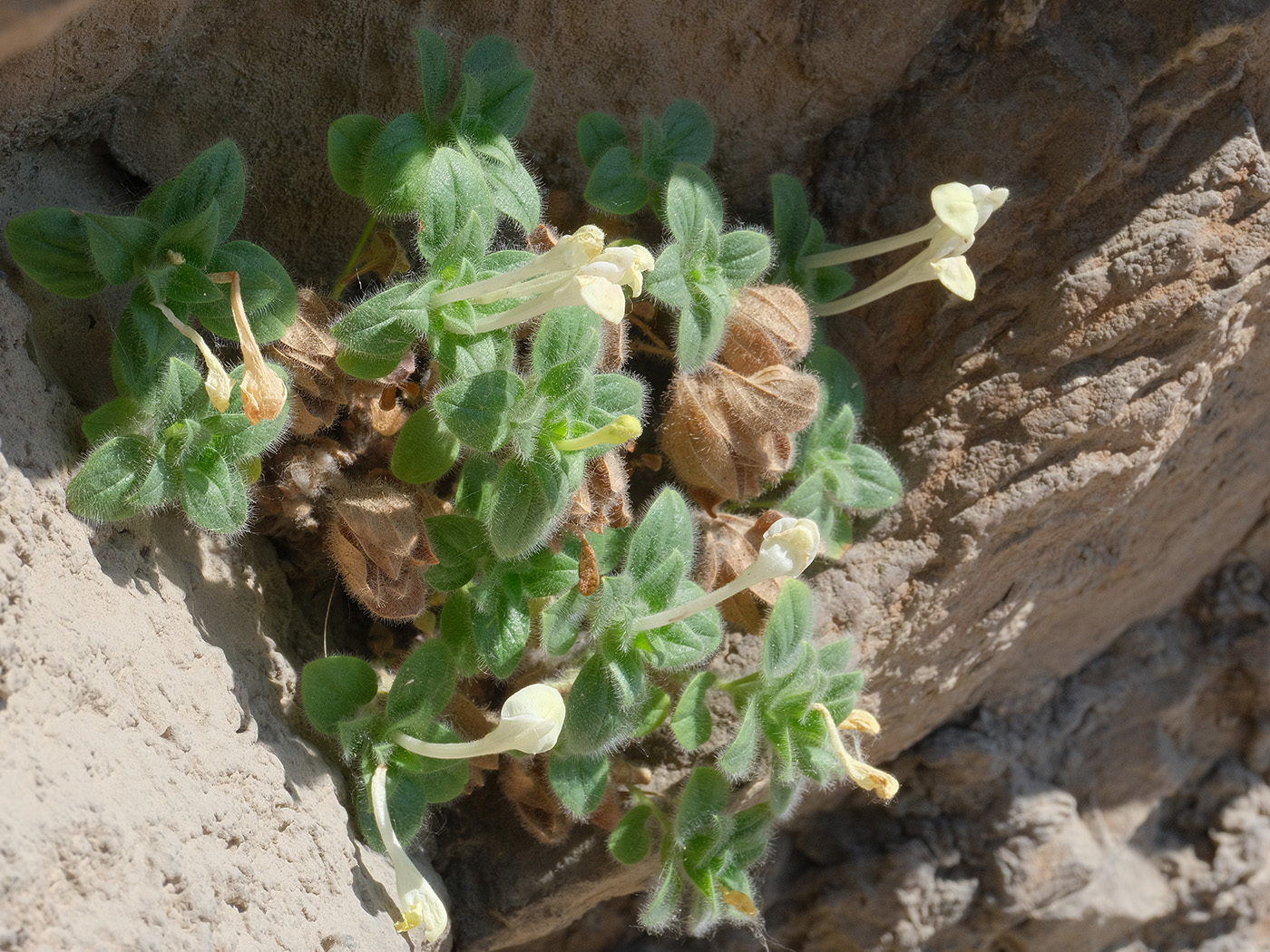 Image of Scutellaria immaculata specimen.