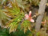 Acer saccharum. Молодые листья. Окр. Томска, дачный участок. 23 мая 2011 г.