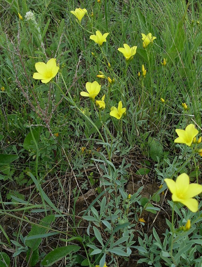 Image of Linum czernjajevii specimen.
