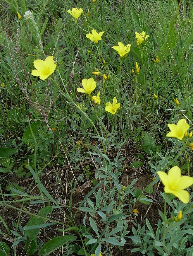 Изображение особи Linum czernjajevii.