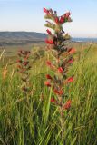 Echium popovii. Цветущие растения. ЮВ Крым, окр. пос. Коктебель, хр. Биюк-Янышар. 8 июня 2011 г.