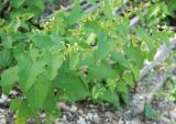 Aristolochia clematitis